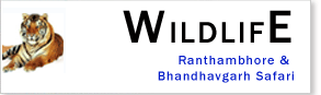 Wildlife Safari
